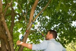 GARDENA Takkenschaar TeleCut Long 650-900 B 8 GARDENA Takkenschaar TeleCut Long 650-900 B -Tuinartikelen Winkel gardena telecut long 650 900b 1500x1001 640af7f15744f l